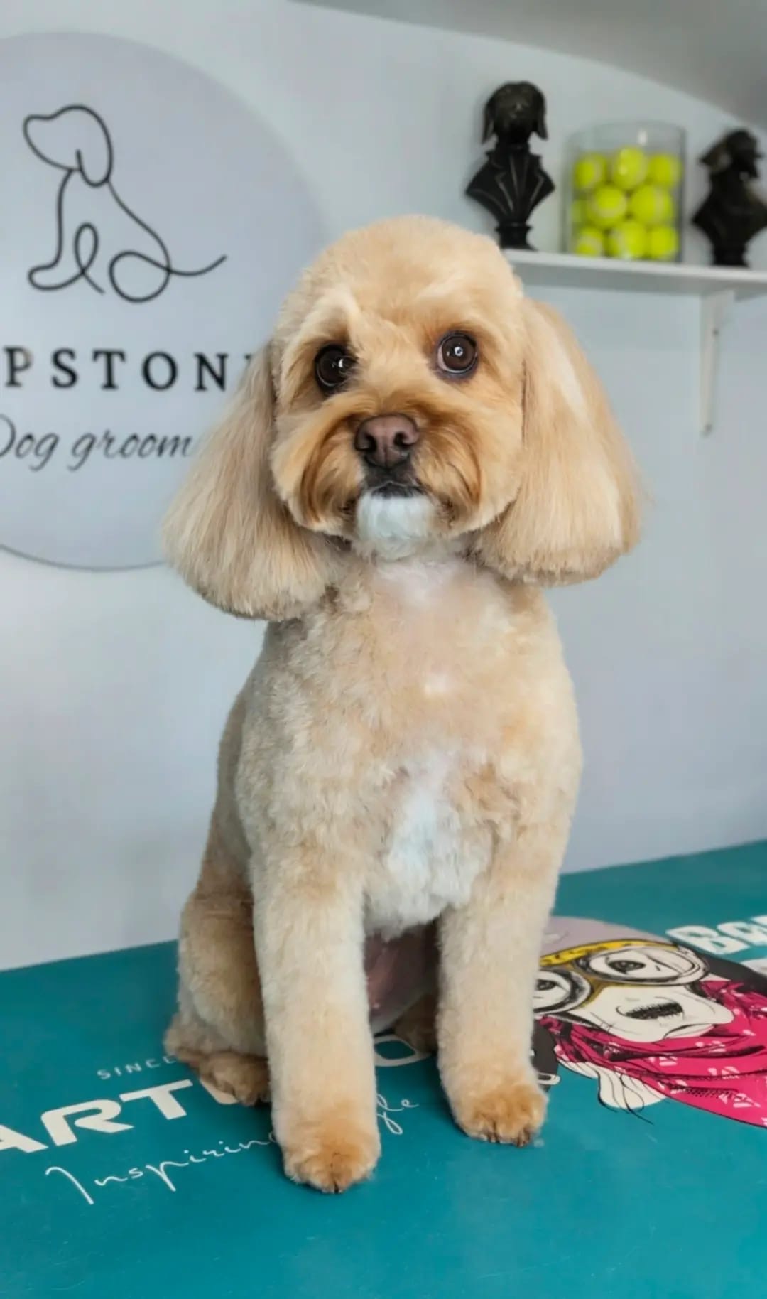 Cavachon with a beautiful trim