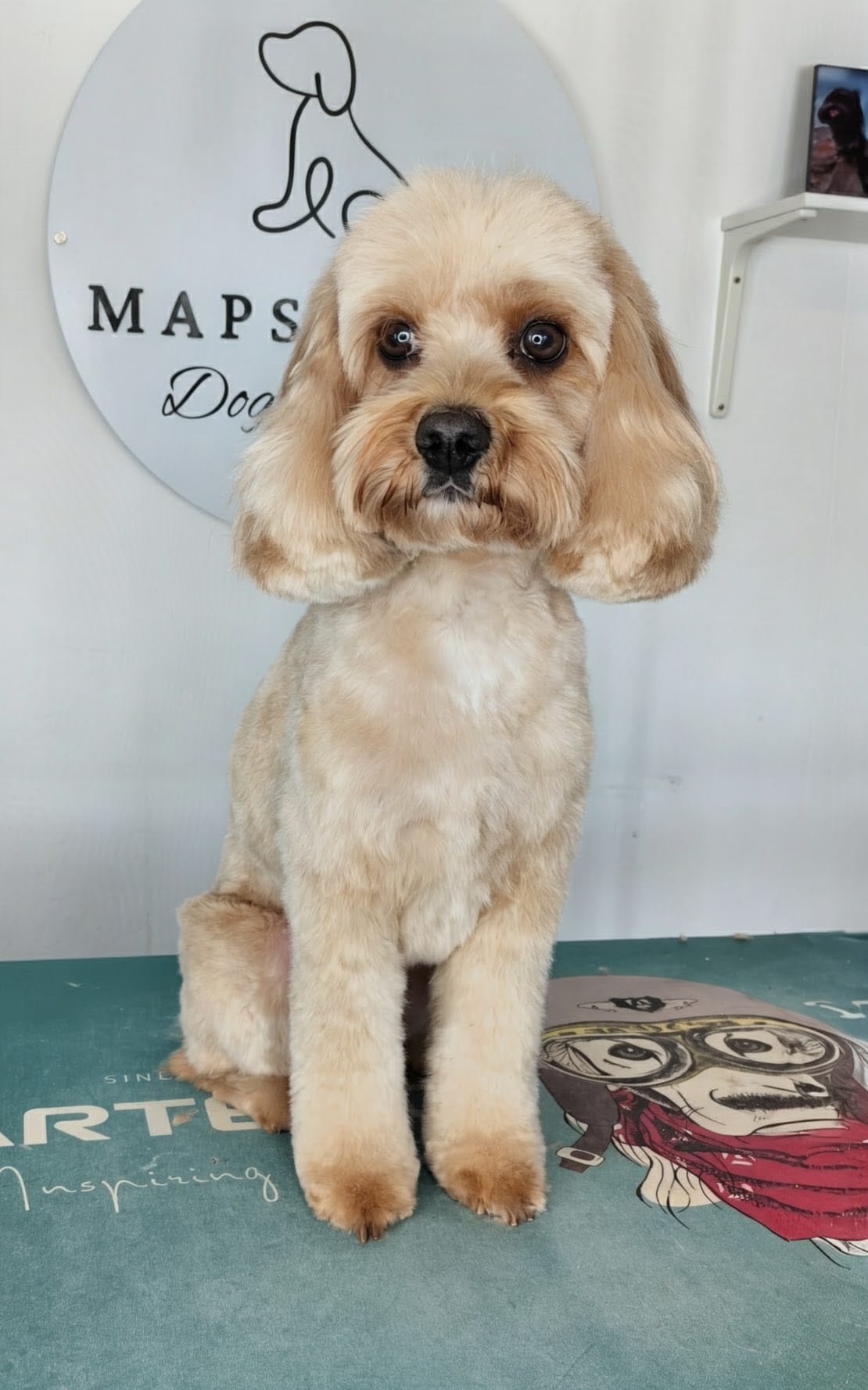 Blonde cavapoo with neat salon cut