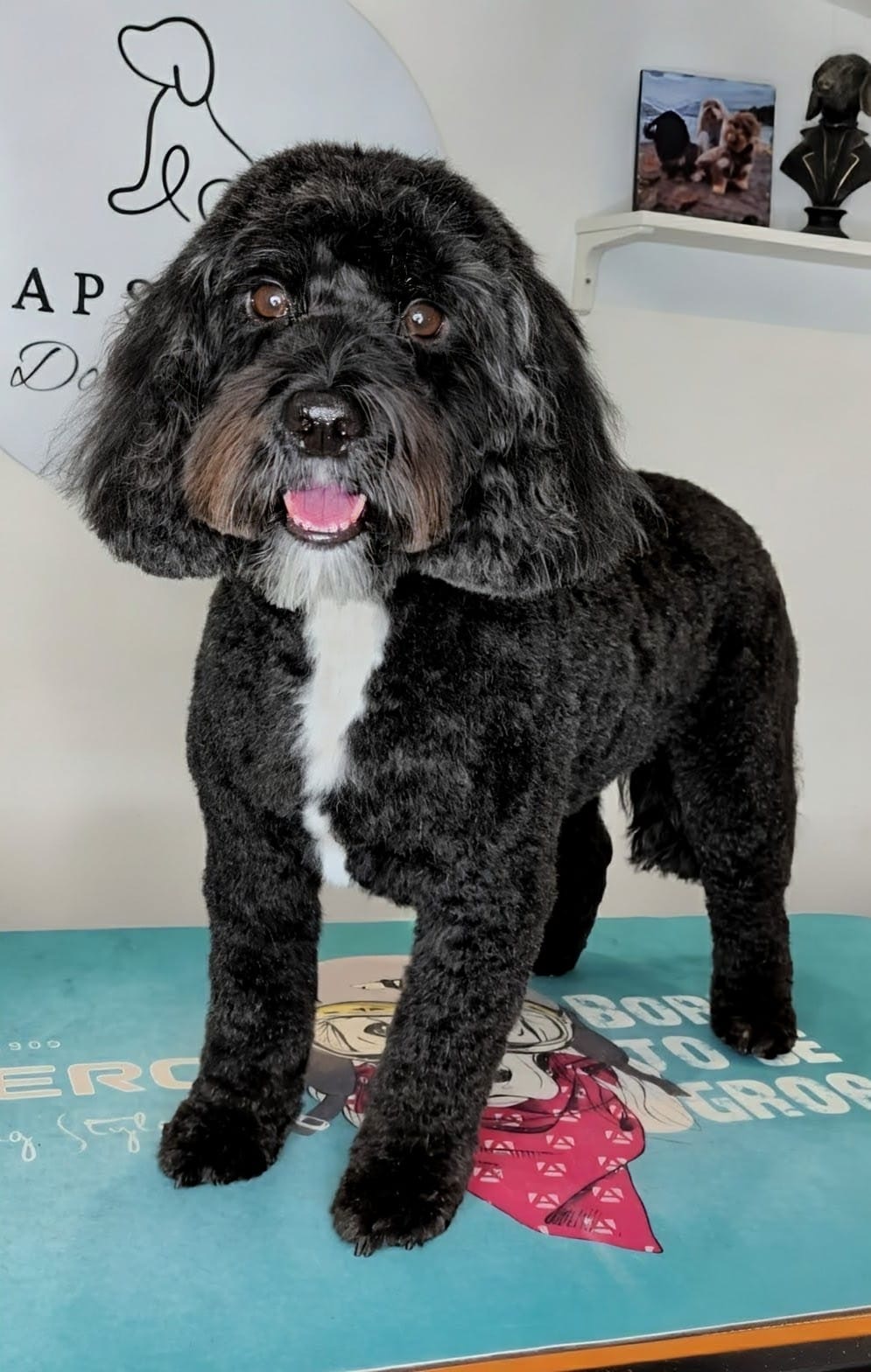 Black cockapoo freshly groomed