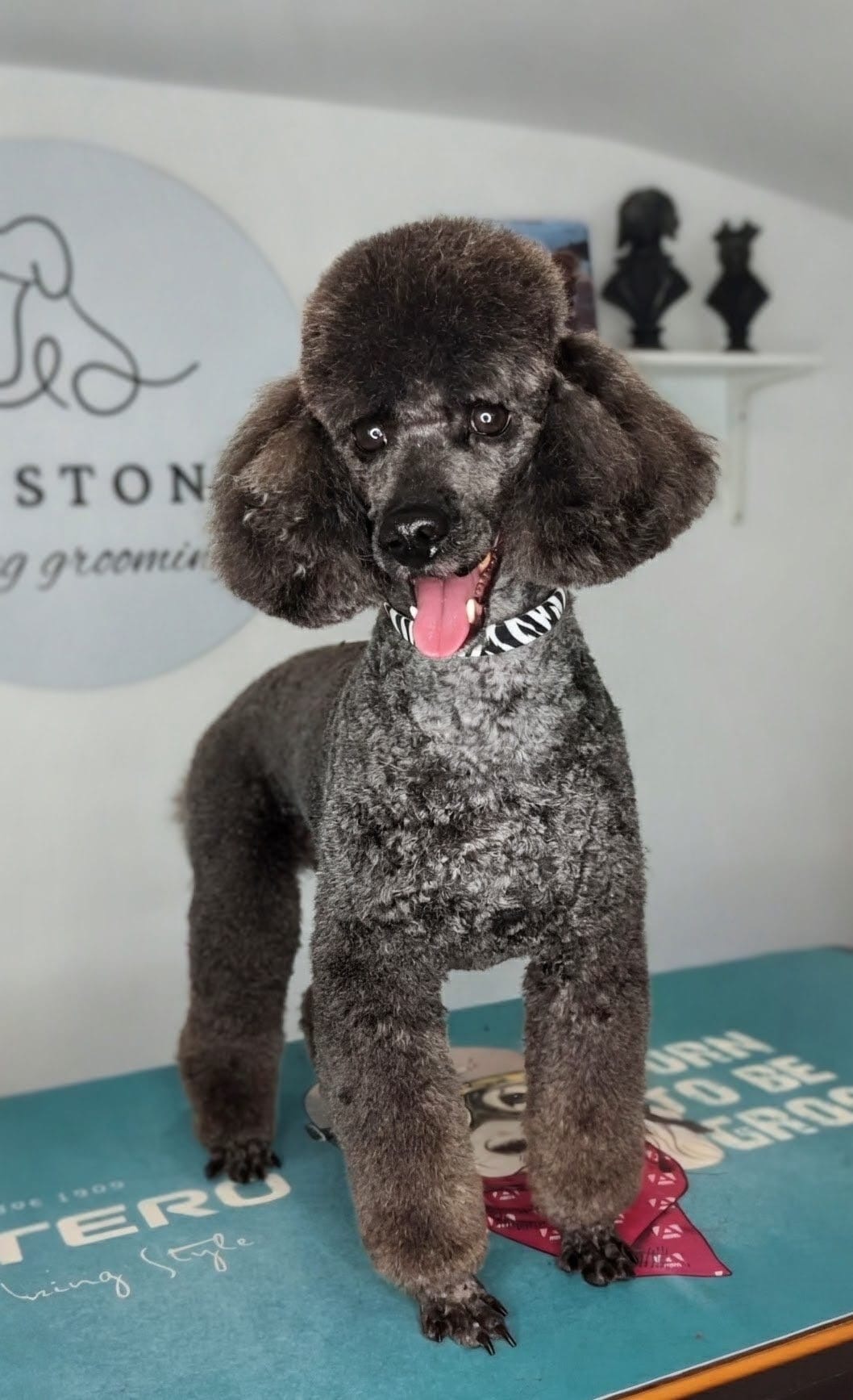 Grey poodle with a show-quality groom