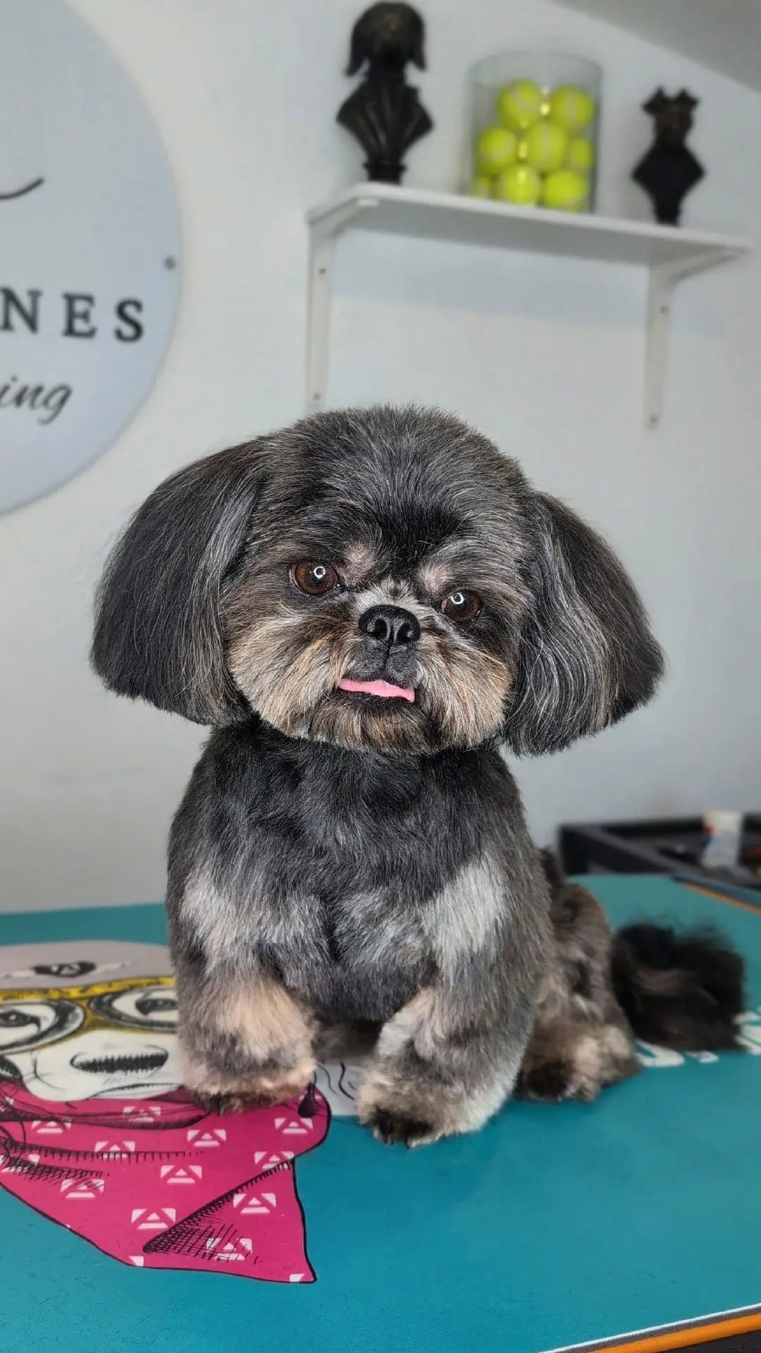 Shih Tzu looking adorable after groom